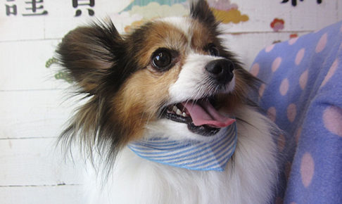 メルちゃんアイキャッチ