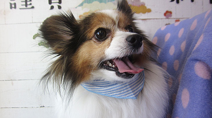 メルちゃんアイキャッチ