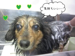 MIXの小春ちゃんシャンプー中