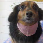 小春ちゃんアイキャッチ