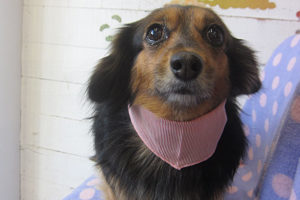 小春ちゃんアイキャッチ