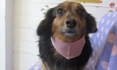 小春ちゃんアイキャッチ