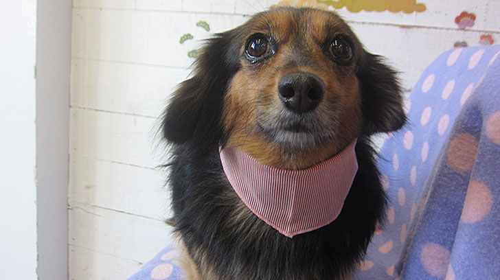 小春ちゃんアイキャッチ