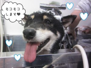 柴犬のカールちゃんシャンプー中