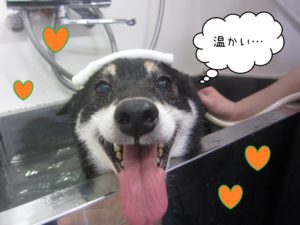 柴犬のカールちゃんスパ中