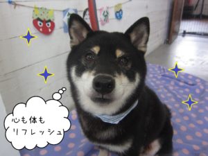 柴犬のカールちゃん施術後