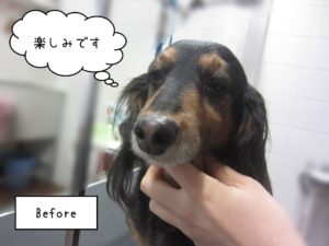 MDの翔ちゃんカット前