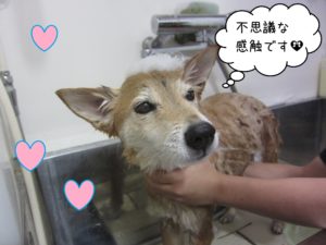 シャンプーミックス