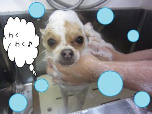 シャンプーチワワ