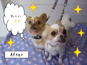 仕上がりチワワ