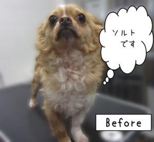 よろしくチワワ