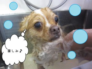 シャンプーチワワ