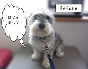 よろしくチワワ