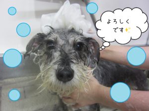 シャンプーMシュナ