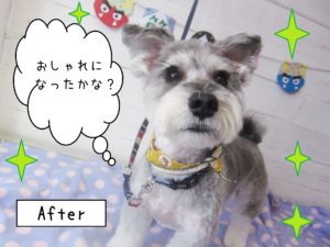 仕上がりMシュナ