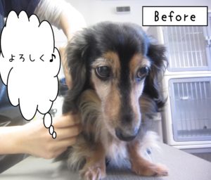 よろしくダックス