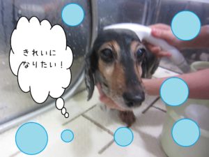 シャンプーダックス