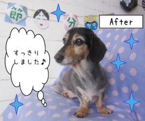 仕上がりダックス