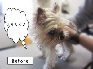 よろしくヨーキー