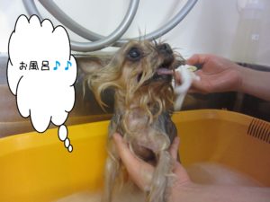 お風呂ヨーキー