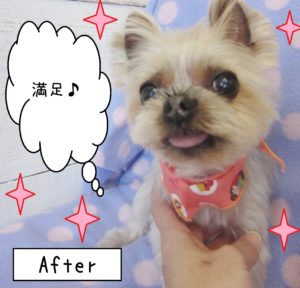 仕上がりヨーキー