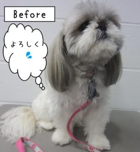 よろしくシーズー