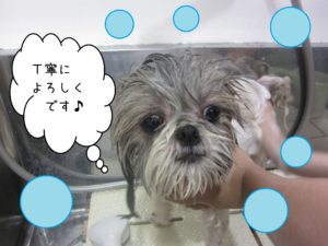 シャンプーシーズー