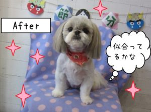 仕上がりシーズー