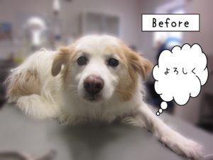 よろしくミックス