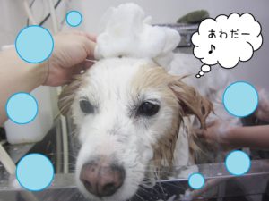 シャンプーミックス