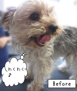 よろしくヨーキー