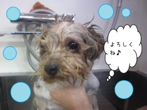 シャンプーヨーキー