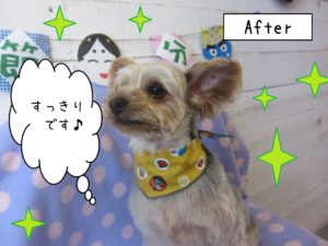 仕上がりヨーキー