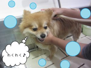 シャンプーポメ