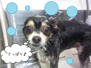 シャンプーミックス