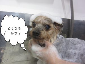 シャンプーヨーキー