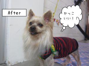 仕上がりヨーキー