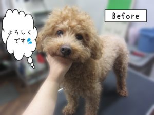 よろしくトイプー