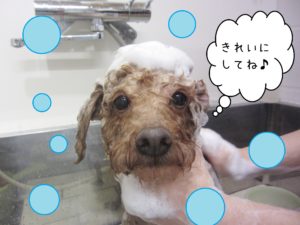 シャンプートイプー