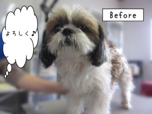 よろしくシーズー