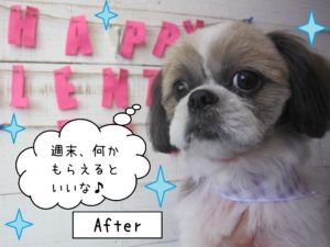 仕上がりシーズー