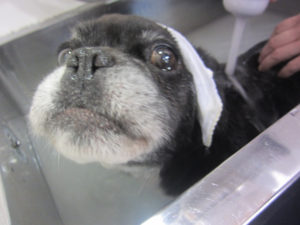 お風呂ミックス