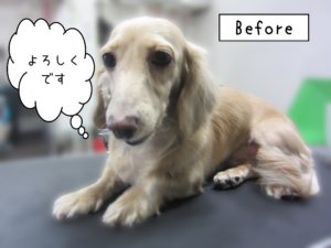 よろしくダックス