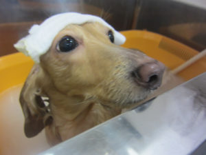 お風呂ダックス