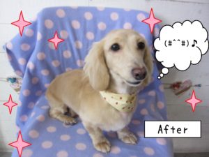 仕上がりダックス