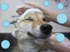 シャンプーしば