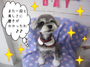 仕上がりMシュナ