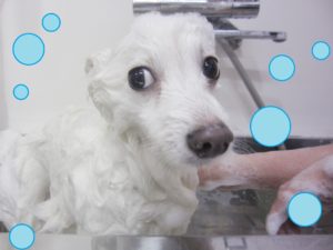 シャンプースピッツ