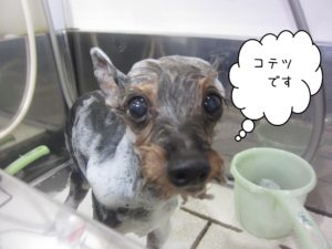 シャンプーミックス