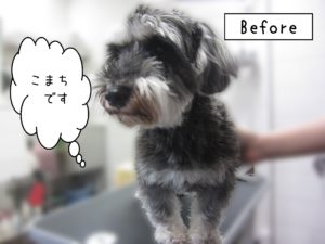 よろしくMシュナ